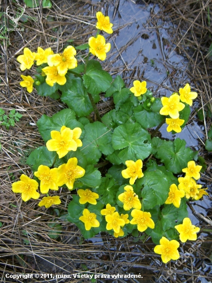 Záružlie močiarne