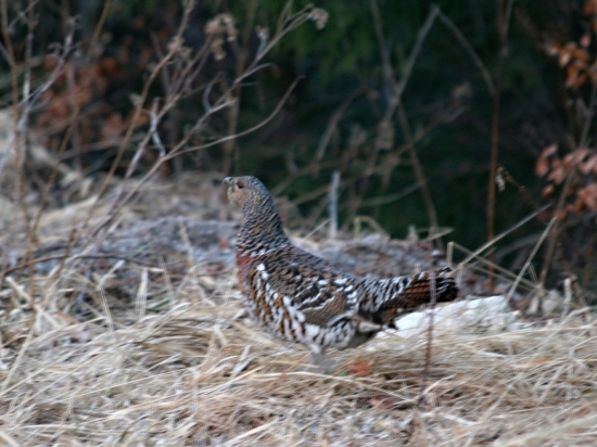 Tetrov hlucháň- sliepočka