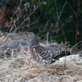 Tetrov hlucháň- sliepočka