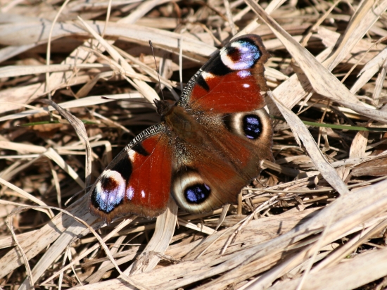 Na marcovom slniečku