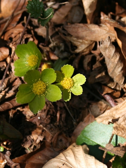 Hviezdnatec čemericový