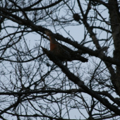 Čakanie na milého...