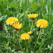 Malé slniečka