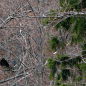 Špacíroval po haluzi a nôtil