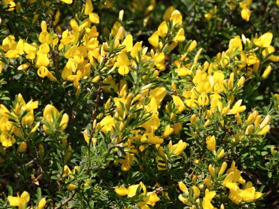 Zaodel  sa do zlatista