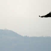 Takmer nepohol krídlami
