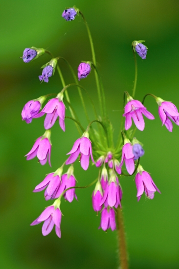 Kortúza Matthiolova