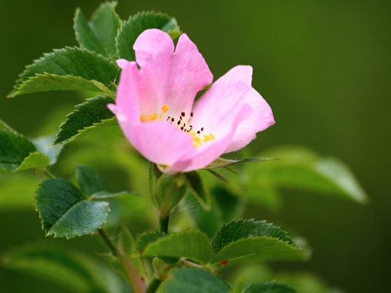 Šípová ružička...