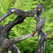 Rodičovské povinnosti