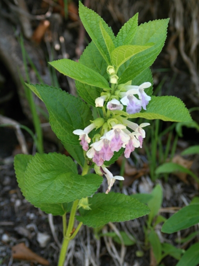 Upúta nielen včielky