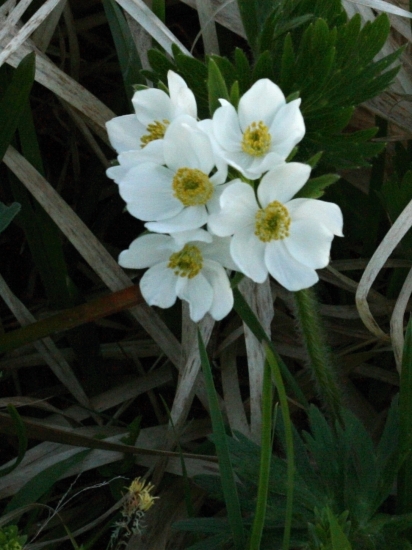 Veternica narcisokvetá
