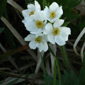 Veternica narcisokvetá