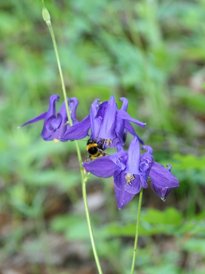 Čmeliak a jeho svet
