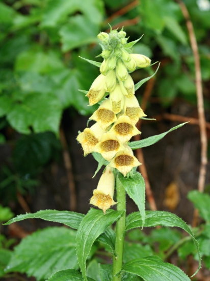 Náprstník veľkokvetý