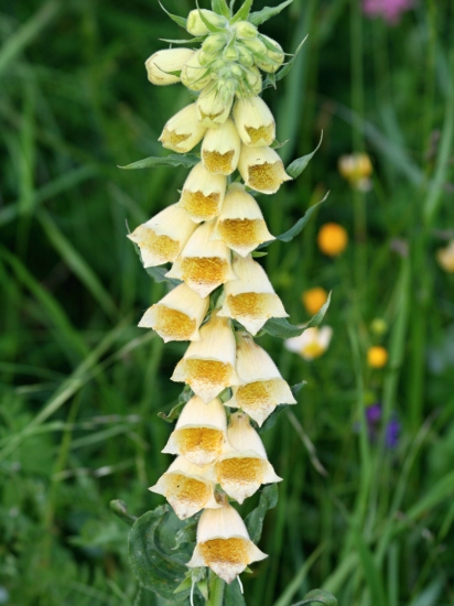 Náprstník veľkokvetý