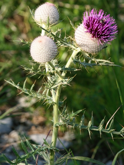 Pichliač belohlavý
