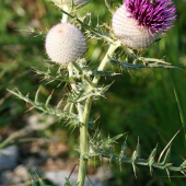 Pichliač belohlavý