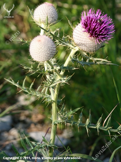 Pichliač belohlavý