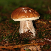 Tohoročný 