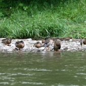 Odpočívajúce kačice