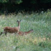 Opatrnosť nadovšetko