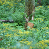Ako v kvetinovej záhradke