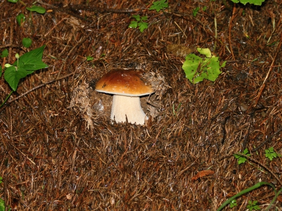 Nezastavila ho ani hrabánka