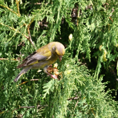 Stehlík počas obeda