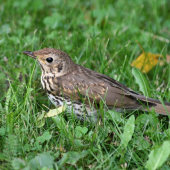 Pri hľadaní sústa