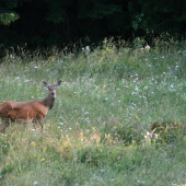 Zacítila nebezpečie