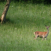Čosi sa jej nezdalo