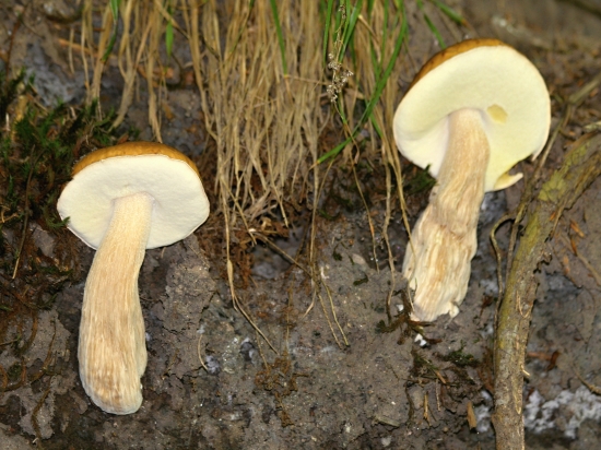 Takto sa predvádzali na svahu cesty