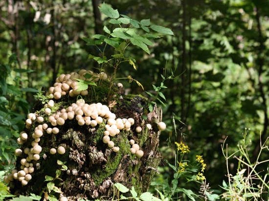 Hubke sa na pníku darí