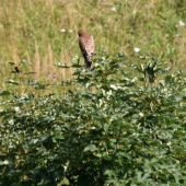 V maximálnom sústredení