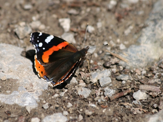 Babôčka admirálska