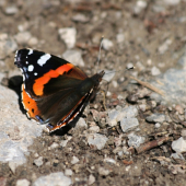 Babôčka admirálska