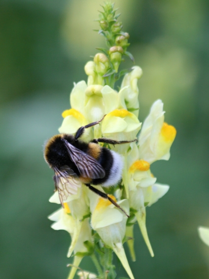 Čmeliak a jeho svet
