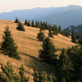 Krása holí sa počas ruje ešte umocní