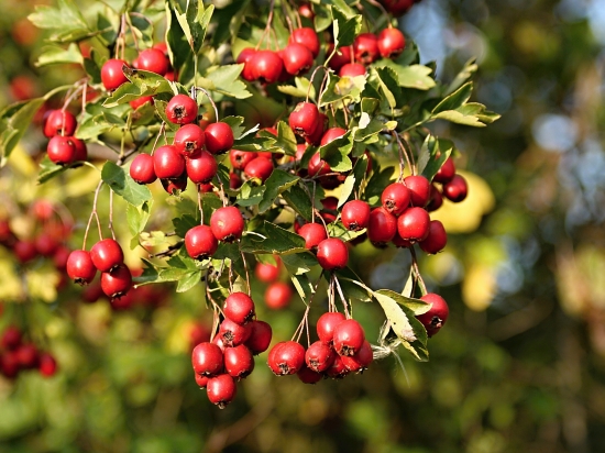 Pôvabné plody hlohu