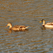 V zapadajúcom slniečku