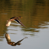 Kačička divoká ...