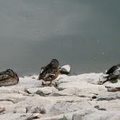 Odpočívajúce kačice