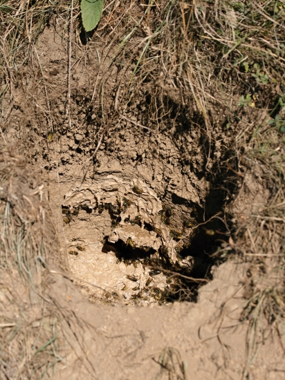 Maco im vylúpil podzemný domov