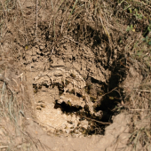 Maco im vylúpil podzemný domov