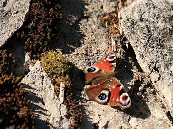 Skúpe novembrové slniečko