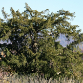 Tis obyčajný, vzácny relikt