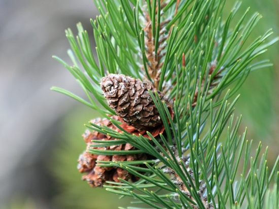 Kosodrevinová šištička