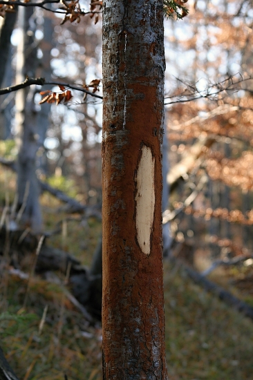 Poriadne sa vyšantil