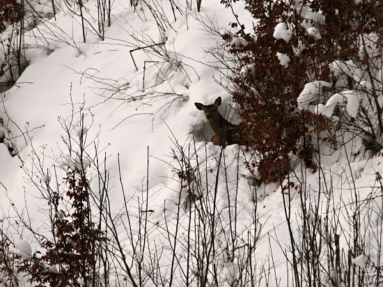Poludňajšia siesta