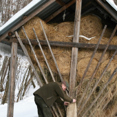 Dopĺňanie poživne